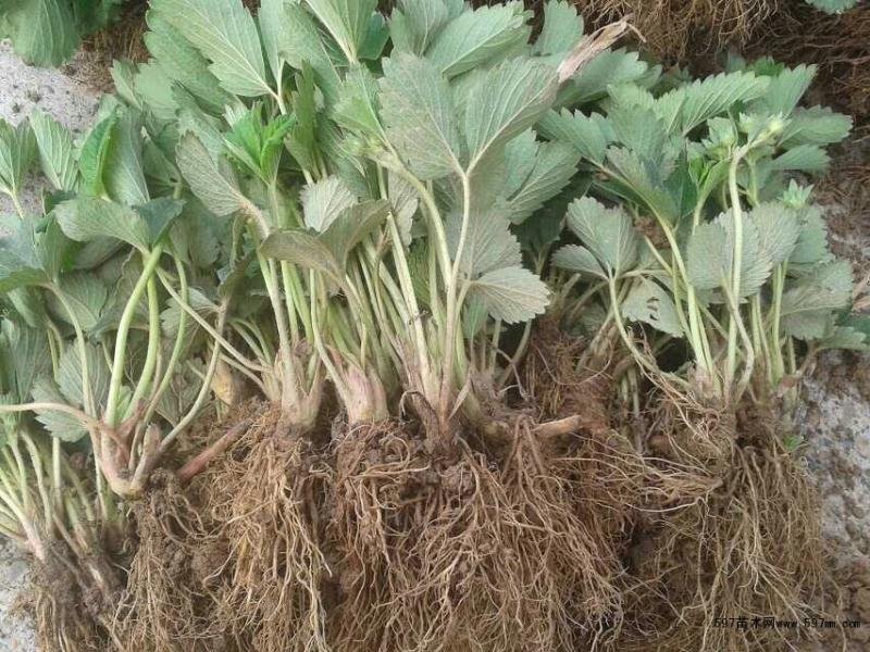 草莓苗南方北方种植盆栽地栽优质脱毒苗