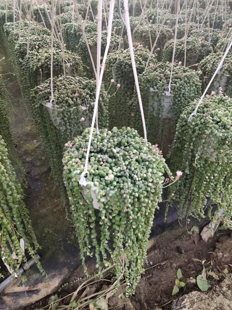 多肉批发大量出货批发加零售