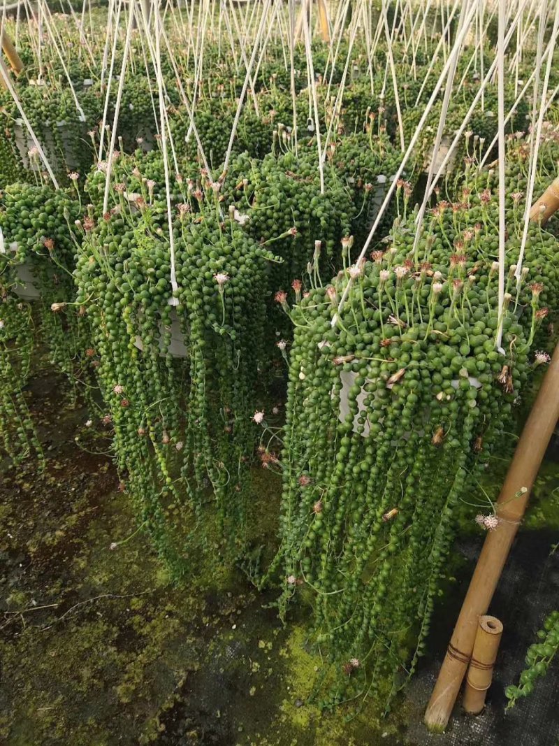 多肉批发大量出货批发加零售