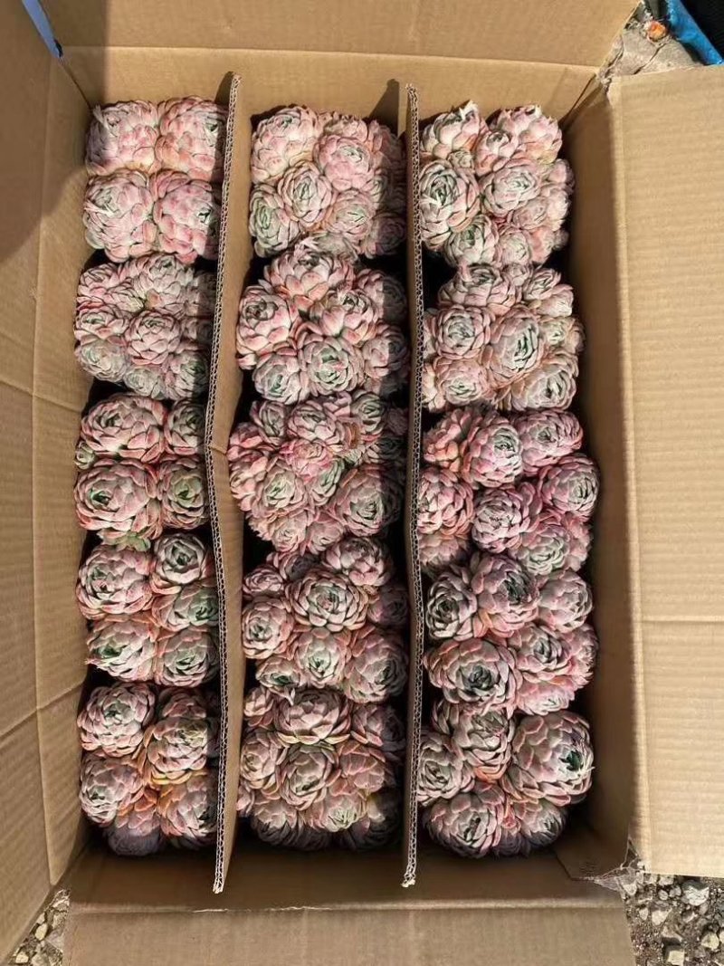 多肉大量出货批发加零售