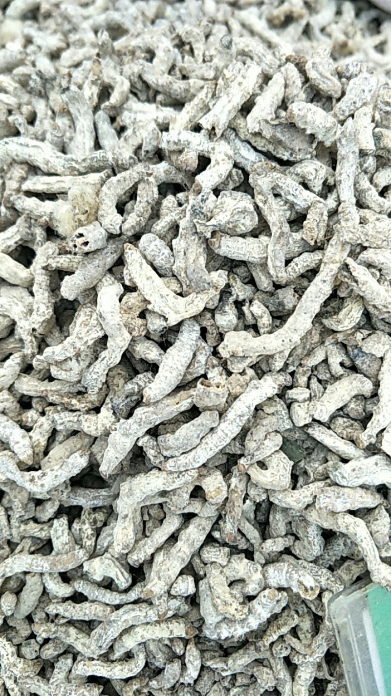 僵蚕，常年批发供应正品僵蚕，中药材量大从优