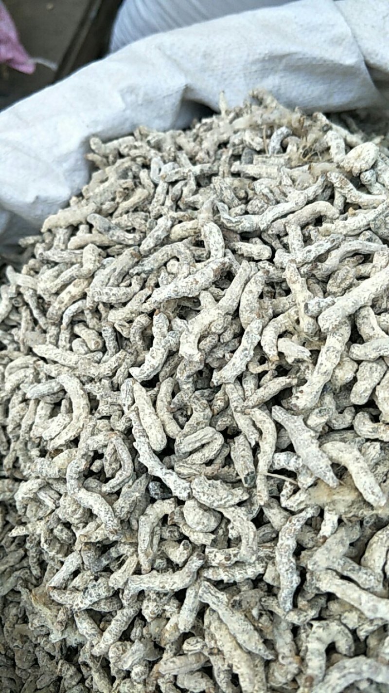 僵蚕，常年批发供应正品僵蚕，中药材量大从优