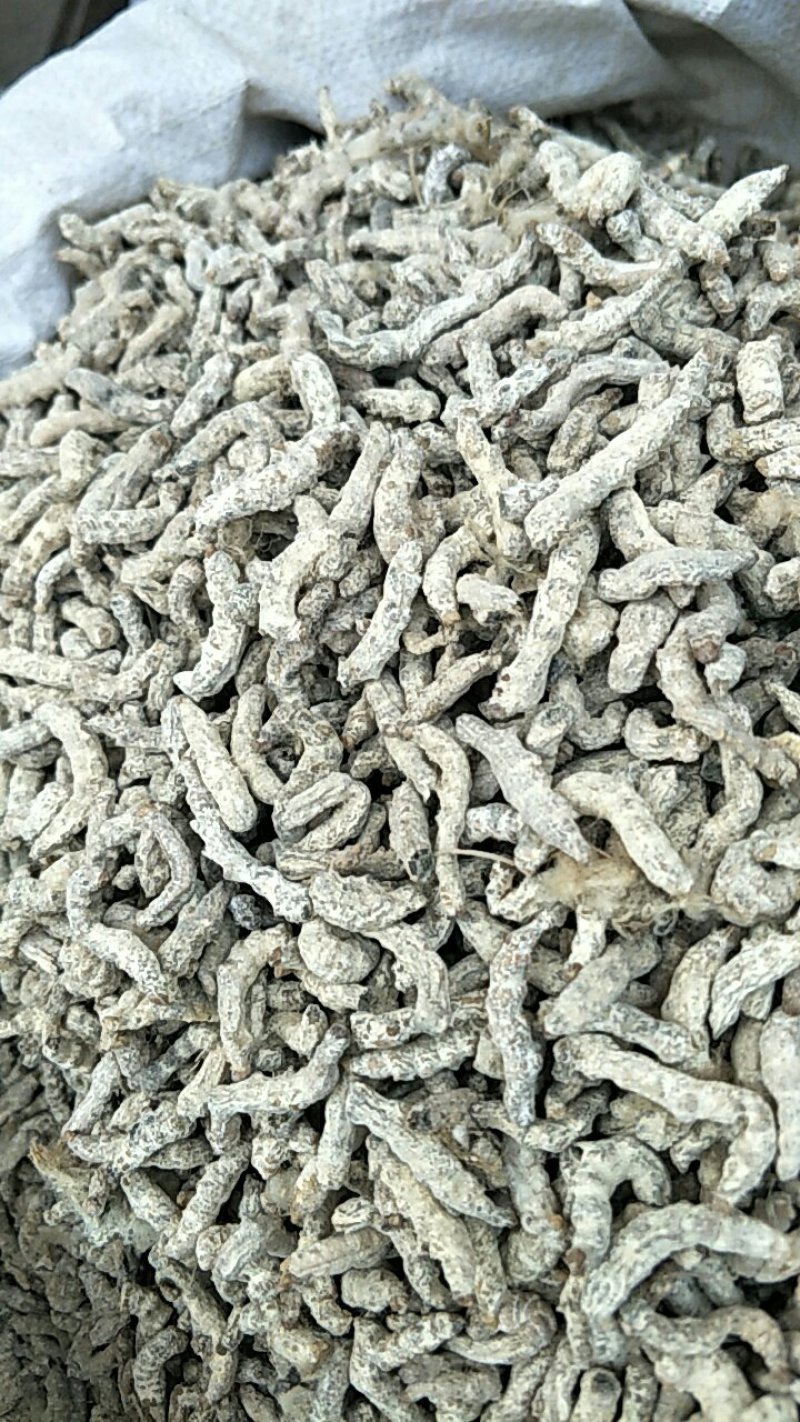 僵蚕，常年批发供应正品僵蚕，中药材量大从优