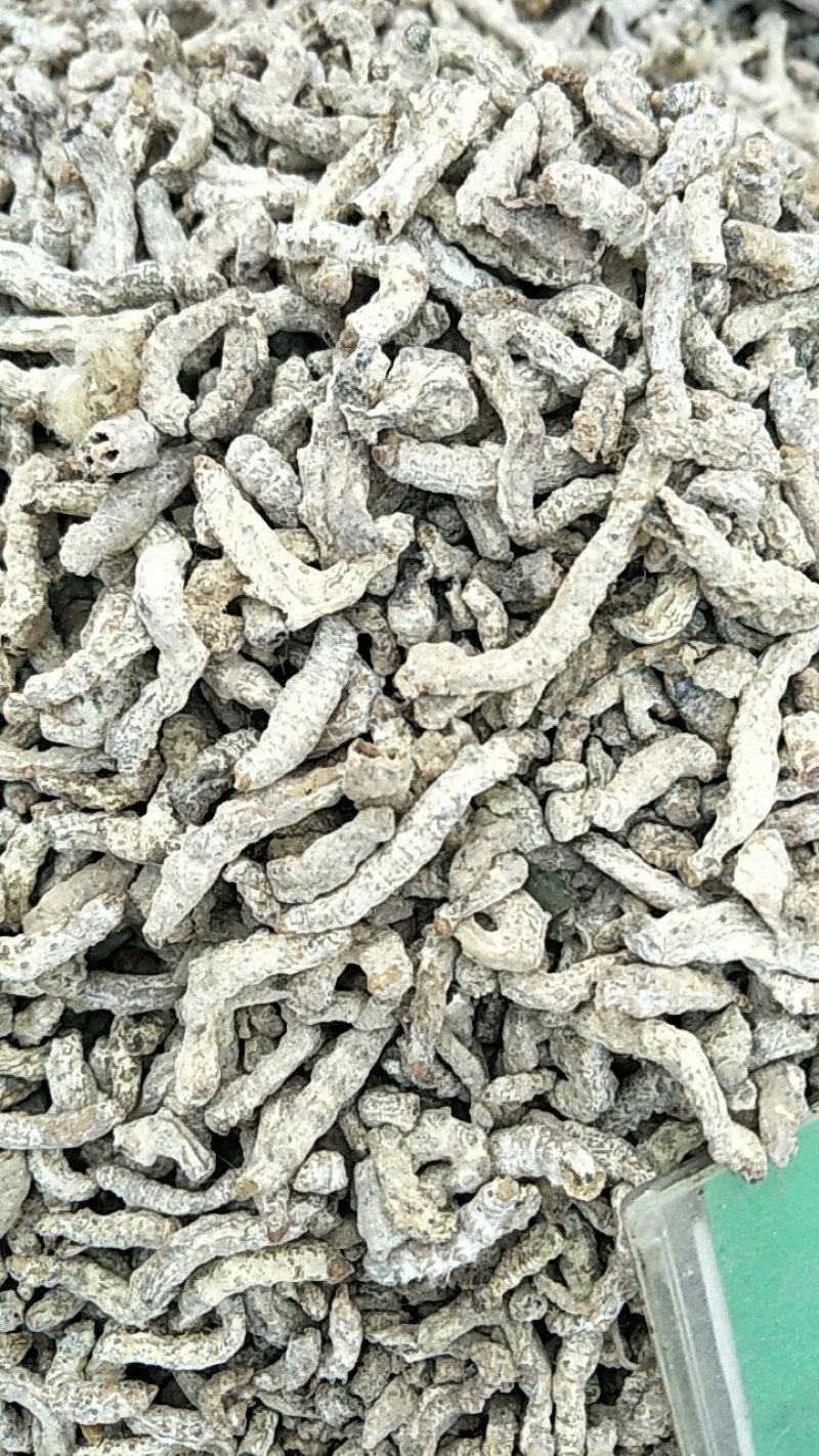 僵蚕，常年批发供应正品僵蚕，中药材量大从优