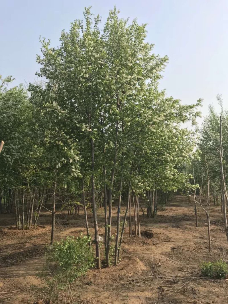 紫叶稠李紫叶李各种规格大量出售现货供应出售