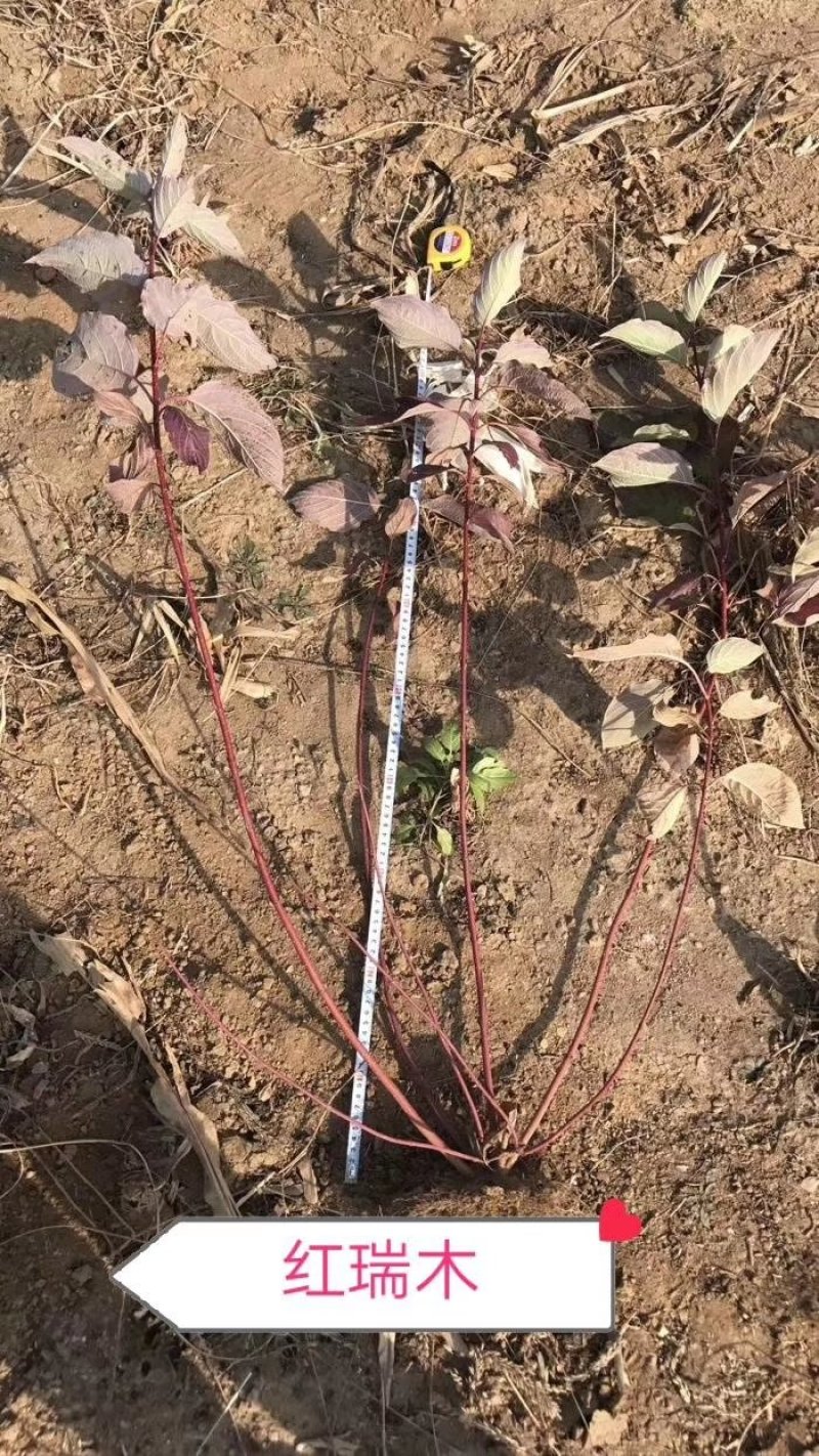 【包邮】红瑞木杯苗播种苗品质好物美价廉量大从优欢迎采购