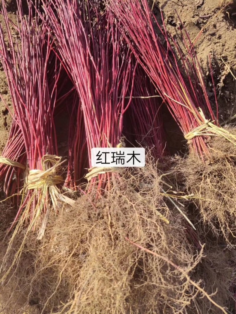 【包邮】红瑞木杯苗播种苗品质好物美价廉量大从优欢迎采购