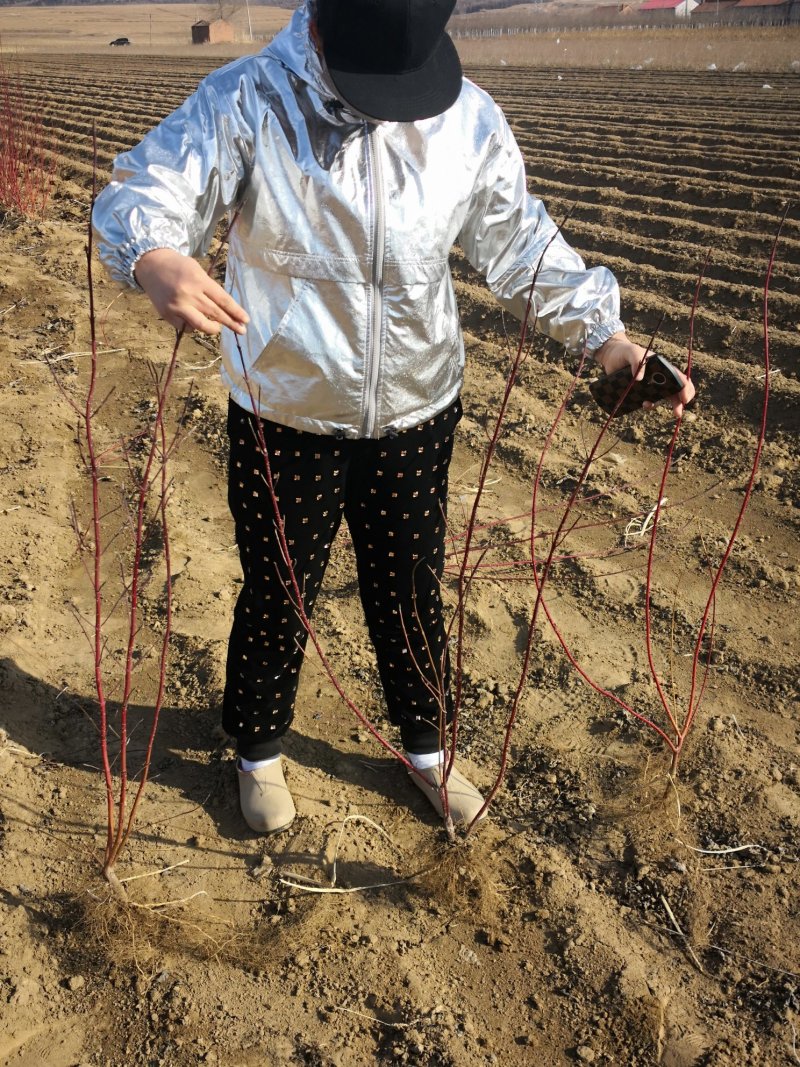 【包邮】红瑞木杯苗播种苗品质好物美价廉量大从优欢迎采购