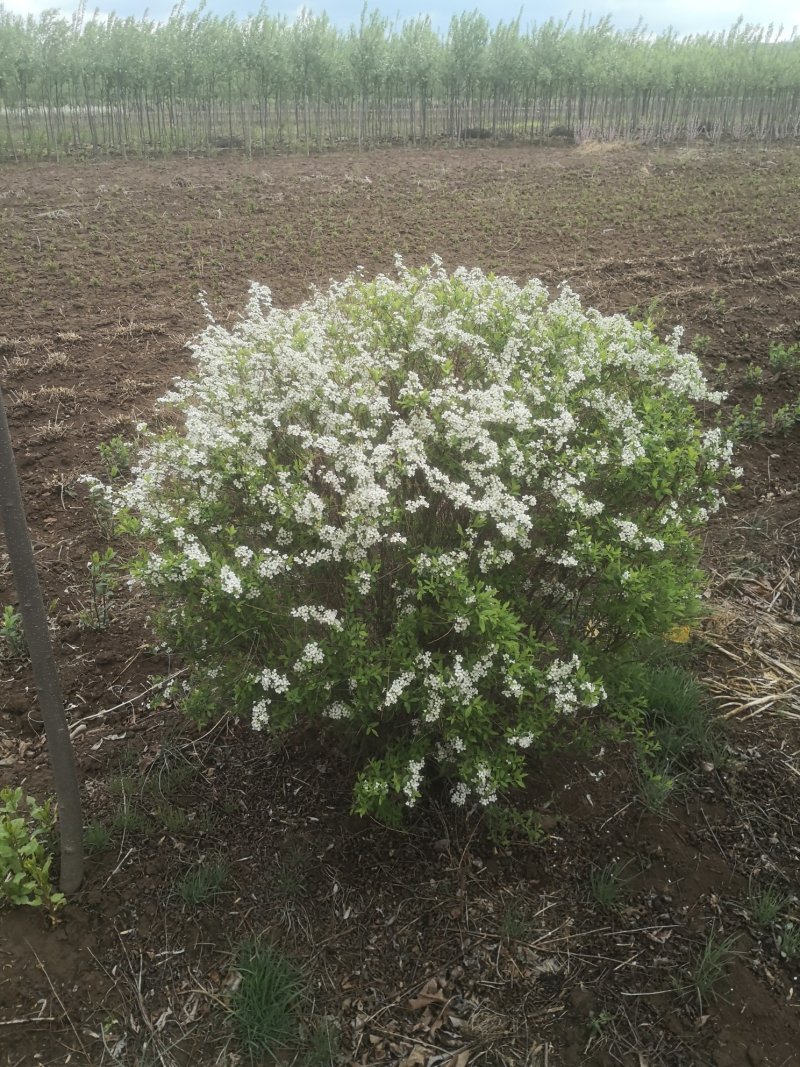 珍珠绣线菊大量出售工程苗播种苗成串的花朵