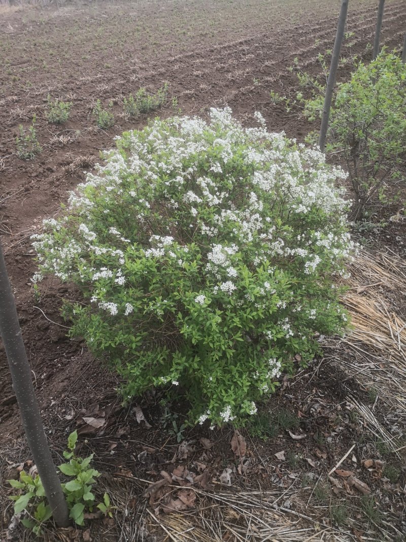 珍珠绣线菊大量出售工程苗播种苗成串的花朵