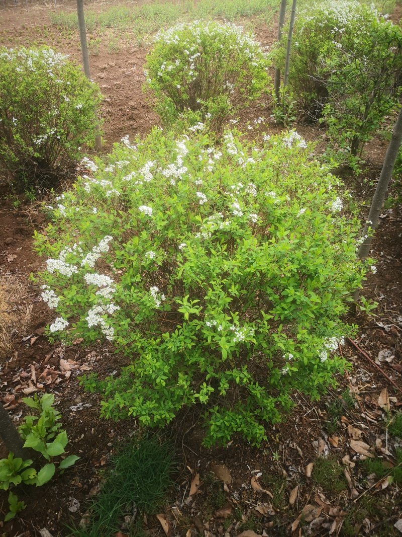 珍珠绣线菊大量出售工程苗播种苗成串的花朵