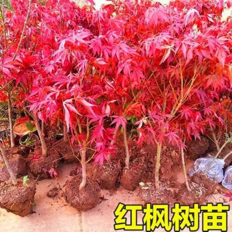 正宗日本红枫小苗基地直销苗红舞姬小苗可以走物流发货