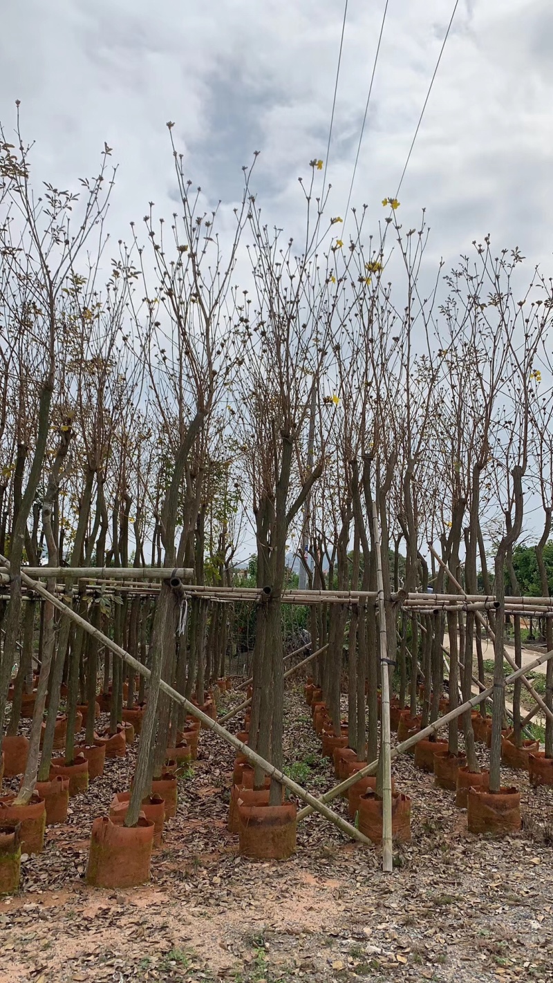 黄花风铃木20-150cm高，2-20公分