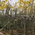 黄花风铃木20-150cm高，2-20公分