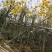 黄花风铃木20-150cm高，2-20公分