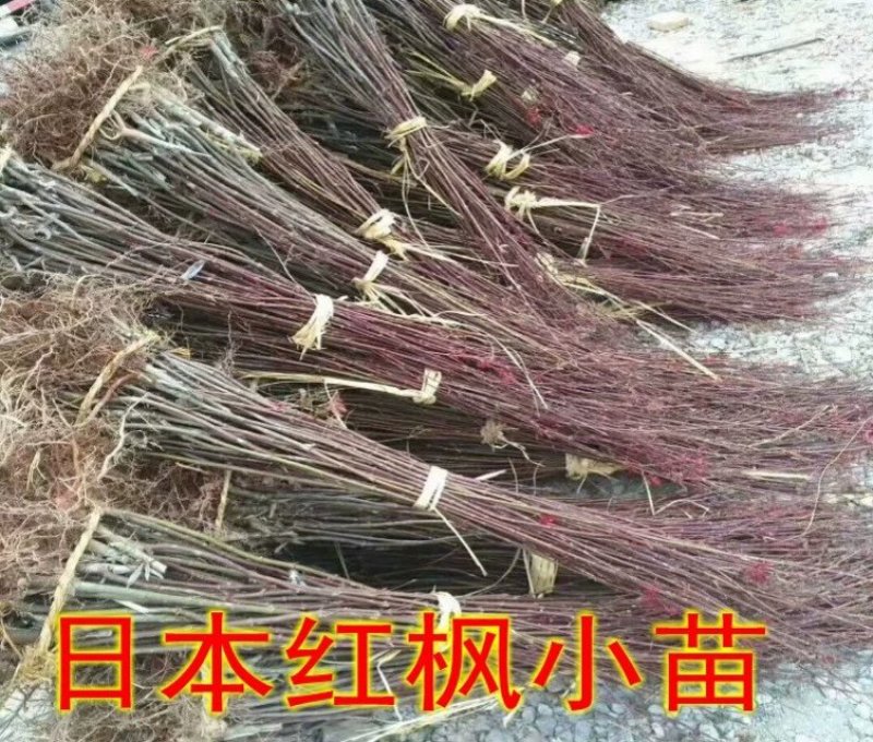 正宗日本红枫小苗基地直销苗红舞姬小苗可以走物流发货