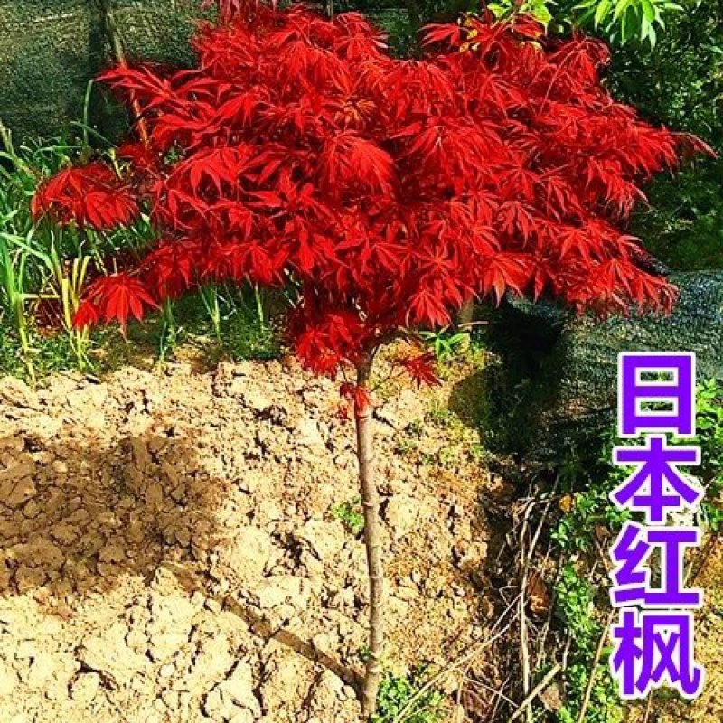 正宗日本红枫小苗基地直销苗红舞姬小苗可以走物流发货