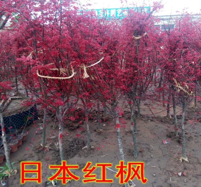 正宗日本红枫小苗基地直销苗红舞姬小苗可以走物流发货