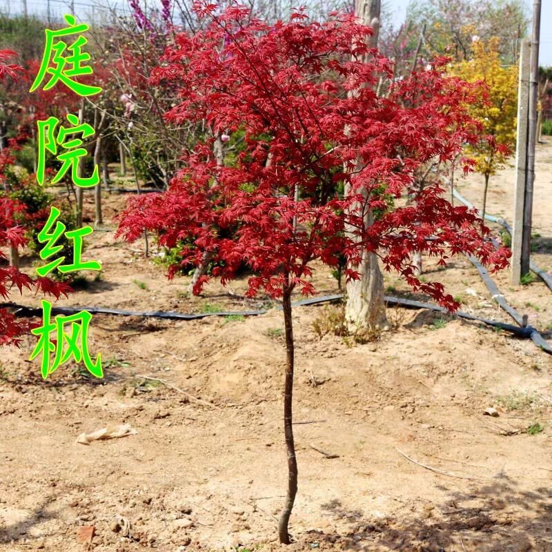正宗日本红枫小苗基地直销苗红舞姬小苗可以走物流发货