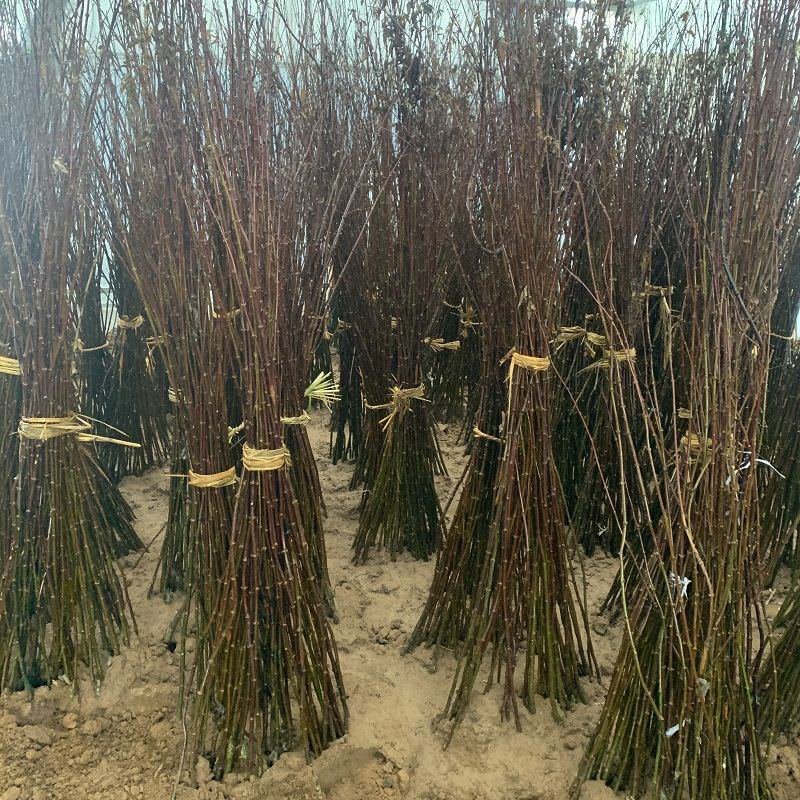 正宗日本红枫小苗基地直销苗红舞姬小苗可以走物流发货