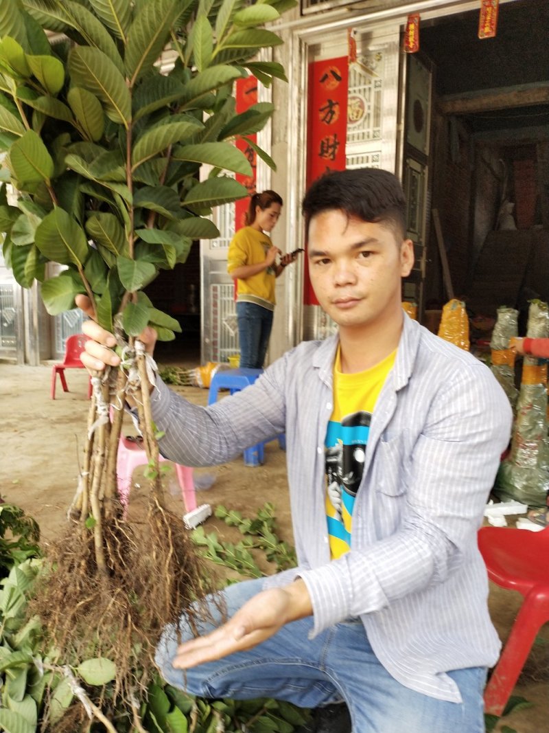 西瓜巴乐番石榴红宝石番石榴珍珠番石榴