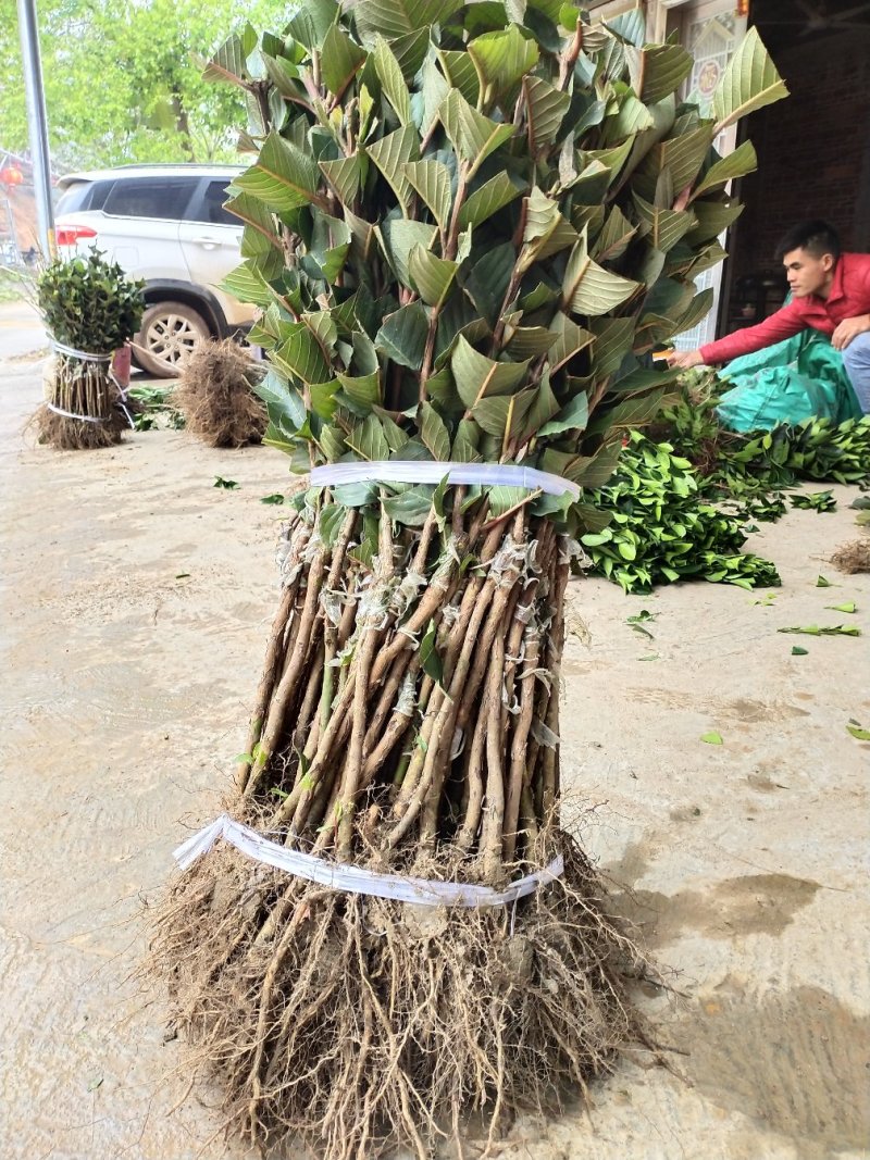 西瓜巴乐番石榴红宝石番石榴珍珠番石榴