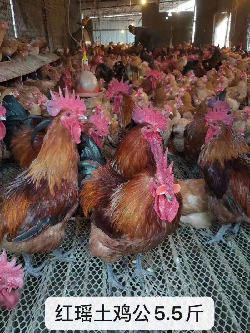 土鸡苗包运输包成活品种好