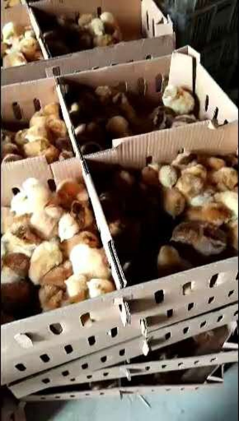 红公鸡苗包运输包成活好品种