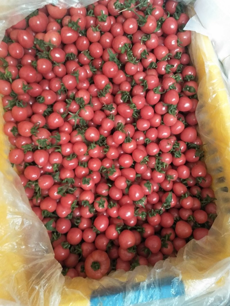 高陵粉贝贝每天500斤中期果子