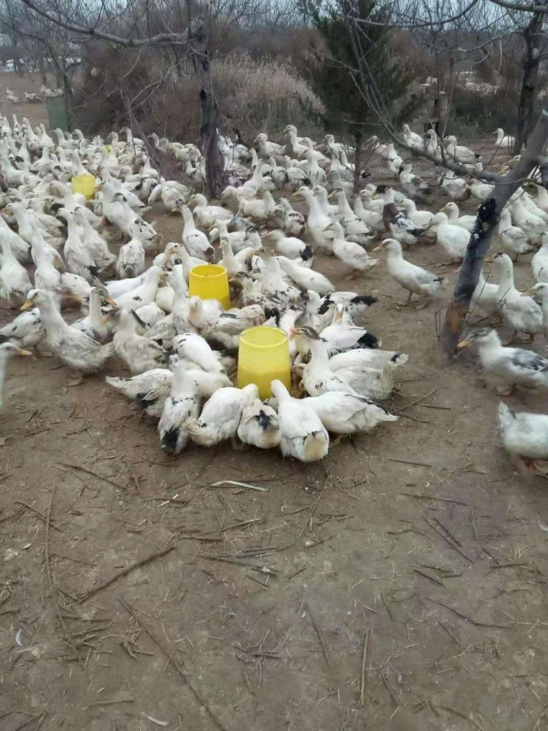 麻鸭苗包运输包成活包邮