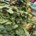 大叶铁杆菠菜叶片平展厚实