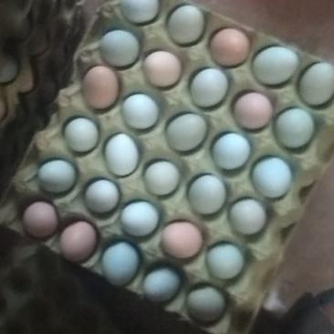 种蛋受精蛋土鸡种蛋受精率有保证苏禽江汉土鸡皖南黄种蛋