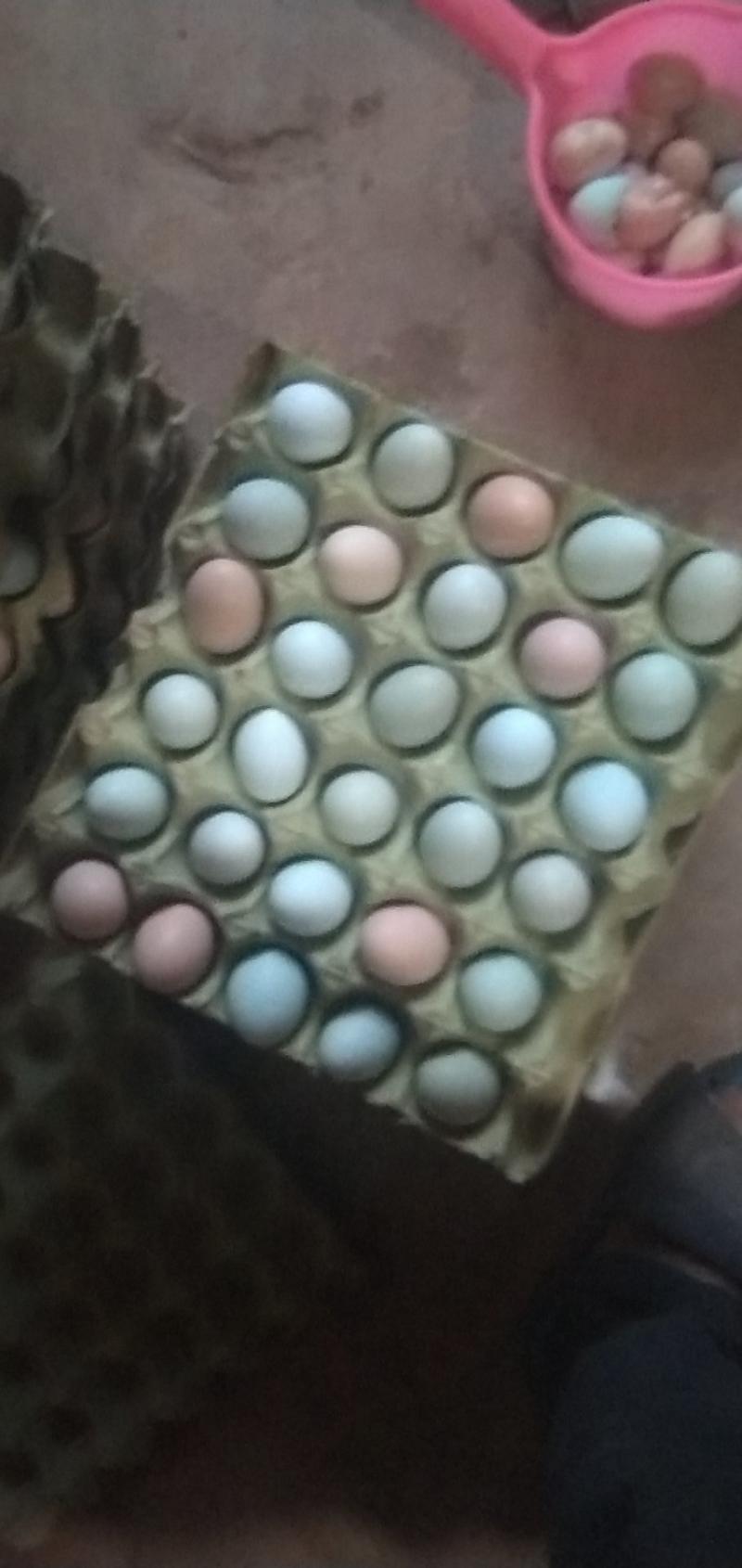 种蛋受精蛋土鸡种蛋受精率有保证苏禽江汉土鸡皖南黄种蛋
