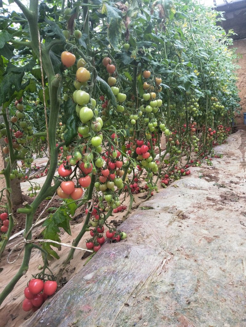 高陵粉贝贝每天500斤中期果子