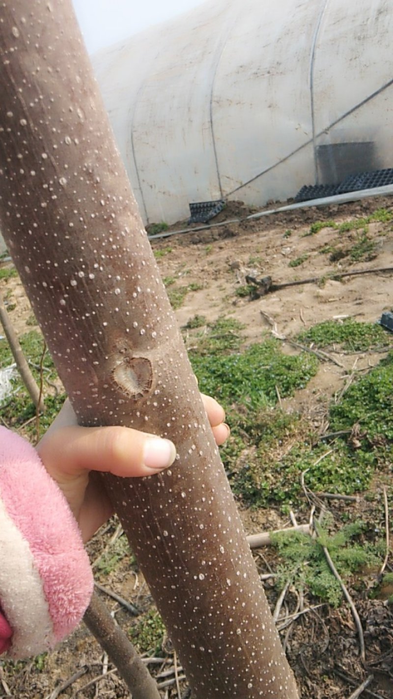 一级桐树苗