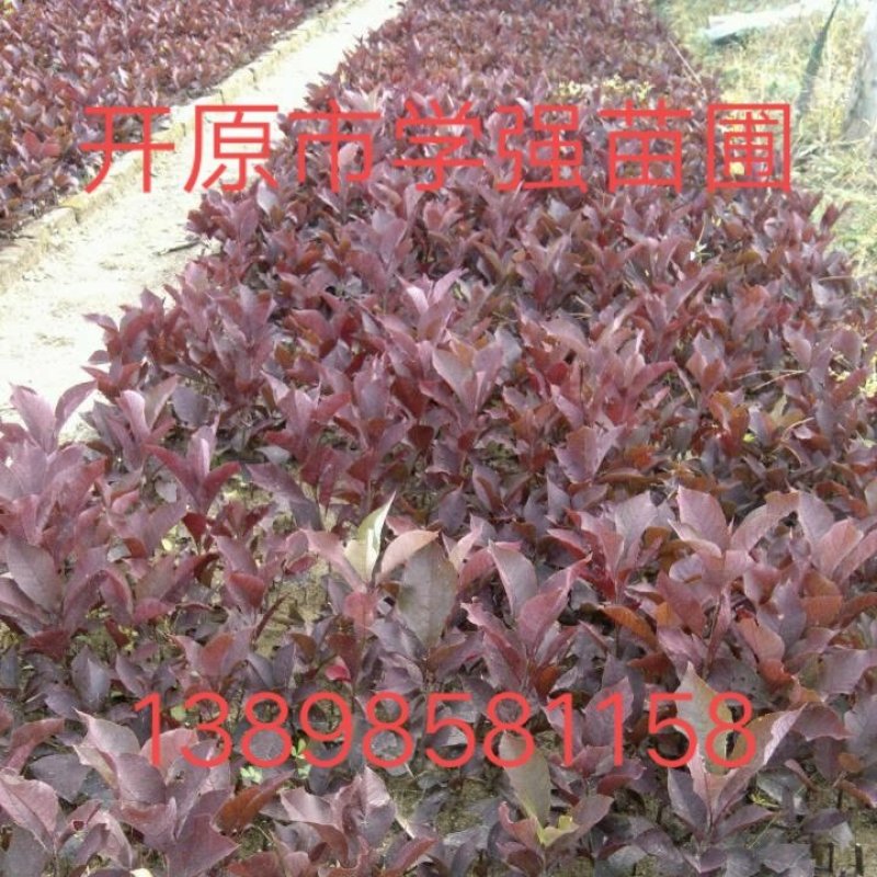 2020年春季热销紫叶稠李小苗