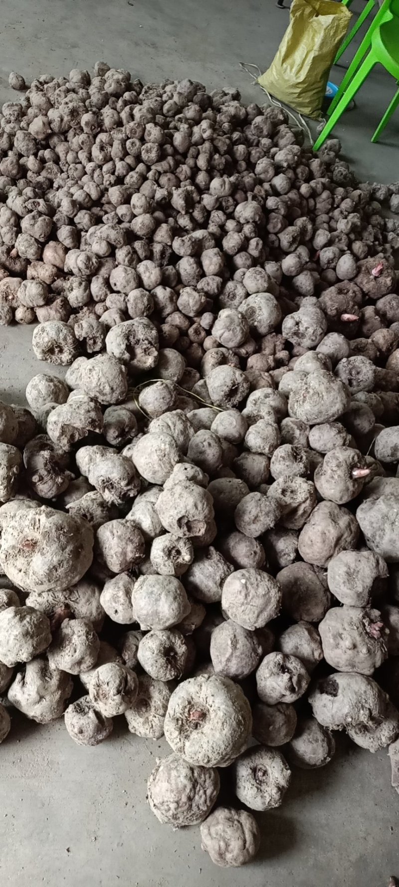 新鲜白魔芋豆腐原材料小魔芋老品种陕南特产