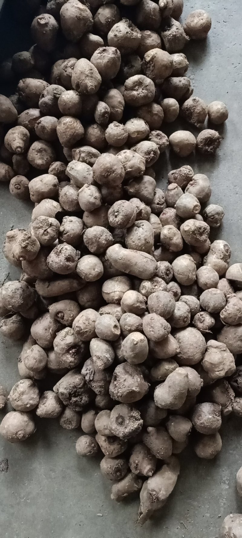 新鲜白魔芋豆腐原材料小魔芋老品种陕南特产