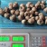 新鲜白魔芋豆腐原材料小魔芋老品种陕南特产