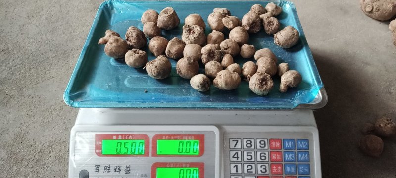新鲜白魔芋豆腐原材料小魔芋老品种陕南特产