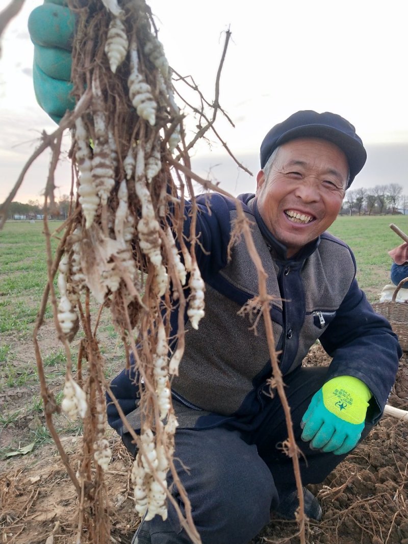 螺丝菜