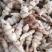 螺丝菜