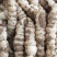 螺丝菜