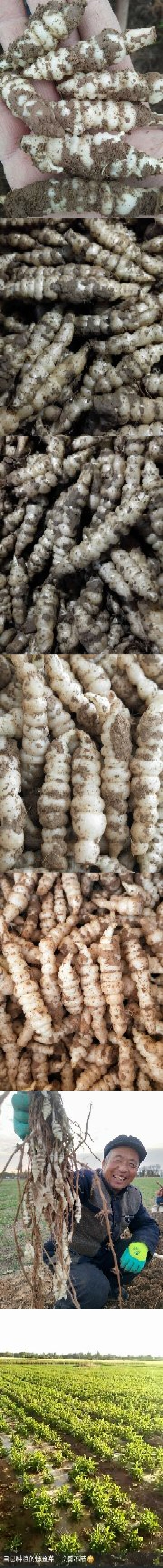 螺丝菜