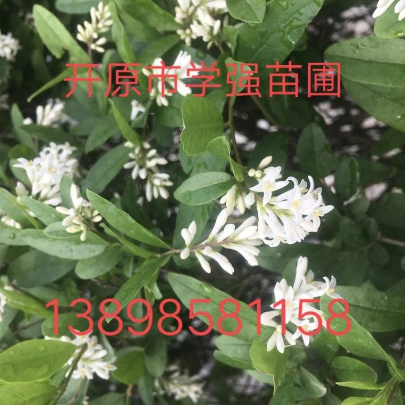 2020年春季热销东北水腊工程苗