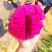 海南东方红心火龙果专供电商微商代发平台供货拼团落地配