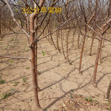各种品种的苹果苗苹果树