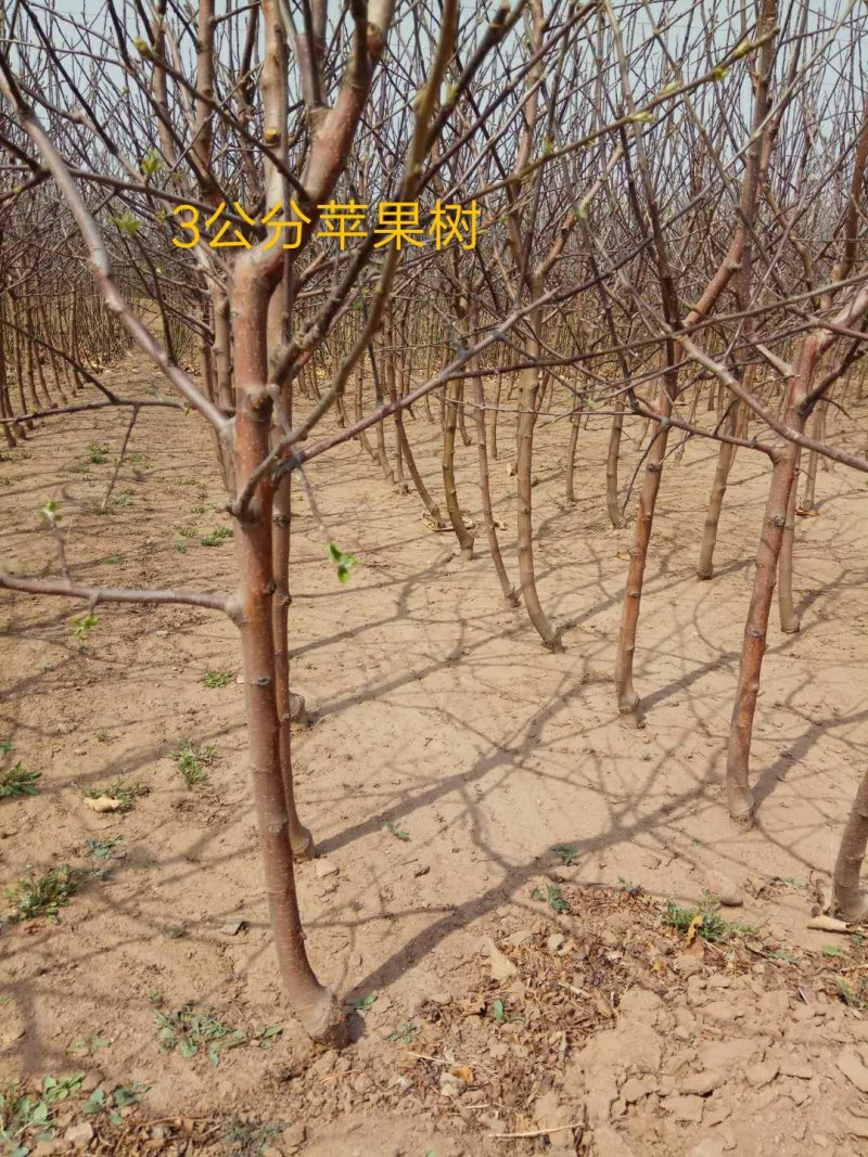 各种品种的苹果苗苹果树