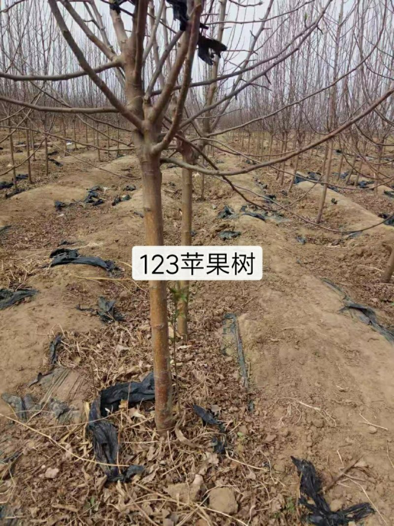 各种品种的苹果苗苹果树