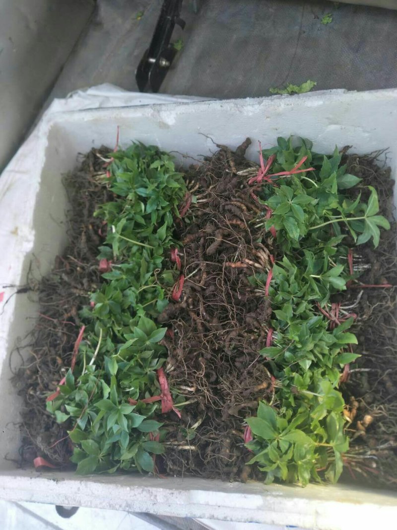 七叶一枝花重楼苗质量好价格优